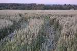 2010-06-20_21-17-28_DSC_8857.jpg