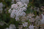 2010-06-20_21-23-02_DSC_8868.jpg