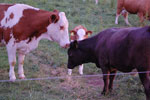 2010-06-20_21-30-00_DSC_8912.jpg
