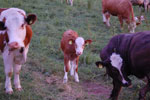 2010-06-20_21-30-09_DSC_8920.jpg