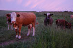 2010-06-20_21-31-01_DSC_8936.jpg