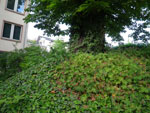 2010-06-22_20-06-59_IMGP0740.jpg