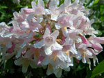 2010-06-23_15-14-49_IMGP0759.jpg