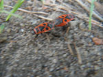 2010-06-29_19-11-39_IMGP1036.jpg