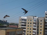 2010-07-01_13-45-24_IMGP1161.jpg