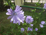 2010-07-02_13-28-33_IMGP1187.jpg