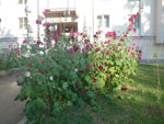 2010-07-04_19-32-10_IMGP1225.jpg