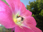 2010-07-04_19-37-49_IMGP1249.jpg