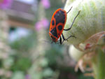 2010-07-11_19-04-18_IMGP1554.jpg