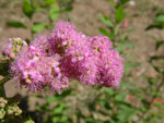 2010-07-19_12-25-06_IMGP1936.jpg