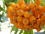 2010-07-23_12-05-16_IMGP2002.jpg