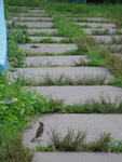 2010-07-24_16-02-18_IMGP2093.jpg