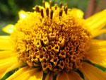 2010-07-24_16-13-57_IMGP2108.jpg
