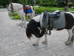 2010-07-24_16-32-01_IMGP2127.jpg
