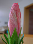 IMGP2394.jpg