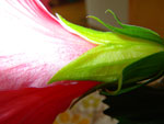 IMGP2397.jpg