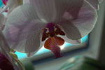 2010-07-31_16-25-54_DSC_8970.jpg