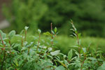 2010-08-03_14-35-57_DSC_9011.jpg