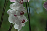2010-08-03_14-38-40_DSC_9018.jpg