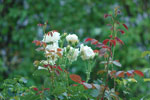 2010-08-03_14-44-09_DSC_9045.jpg