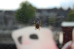 2010-08-20_17-14-44_DSC_9576.jpg