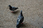 2010-08-20_18-29-16_DSC_9644.jpg