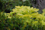 2010-08-25_20-06-07_DSC_0740.jpg