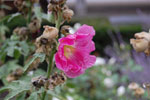 2010-08-25_20-06-22_DSC_0741.jpg