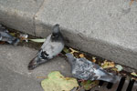 2010-08-29_18-00-35_DSC_1462.jpg