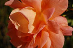 2010-09-04_17-56-56_DSC_1641.jpg
