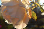 2010-09-04_18-40-33_DSC_1648.jpg
