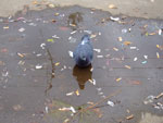 2010-10-04_14-46-23_DSCF0262.jpg