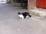 2010-10-18_17-26-22_DSCF0554.jpg