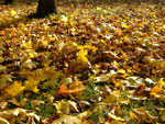 2010-10-28_15-41-14_DSCF0664.jpg