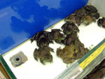 2010-11-11_22-46-11_DSCF0821.jpg