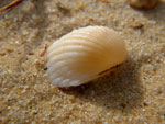 2010-11-12_16-49-03_IMGP4133.jpg
