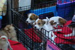 2010-11-20_16-31-30_DSC_1846.jpg