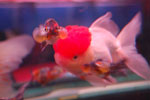 2010-11-20_16-32-25_DSC_1851.jpg