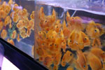 2010-11-20_16-38-07_DSC_1857.jpg