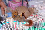2010-11-20_16-43-32_DSC_1872.jpg
