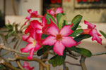 2010-11-21_16-37-50_DSC_1923.jpg