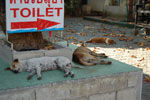 2010-11-25_15-33-58_DSC_2275.jpg