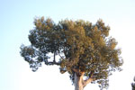 2010-11-25_17-16-00_DSC_2359.jpg