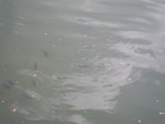 2010-11-29_14-34-20_IMGP4785.jpg