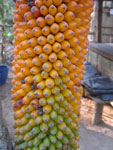 2010-12-04_16-22-50_IMGP5020.jpg