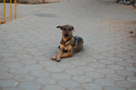 2010-12-06_17-15-45_DSC_3263.jpg