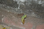 2010-12-06_18-15-44_DSC_3369.jpg