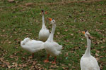 2011-01-12_15-16-07_DSC_6103.jpg