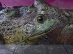 2011-01-19_21-11-53_IMGP6238.jpg