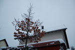 2011-01-27_16-47-09_DSC_6853.jpg